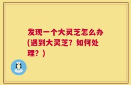 发现一个大灵芝怎么办(遇到大灵芝？如何处理？)