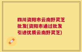 四川资阳市云南野灵芝批发(资阳市通过批发引进优质云南野灵芝)