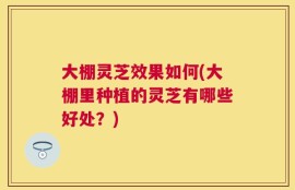 大棚灵芝效果如何(大棚里种植的灵芝有哪些好处？)