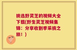 挑选野灵芝的视频大全下载(野生灵芝视频集锦：分享收割季采摘之旅！)