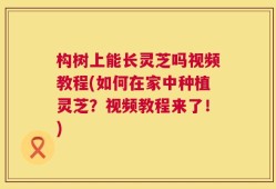构树上能长灵芝吗视频教程(如何在家中种植灵芝？视频教程来了！)
