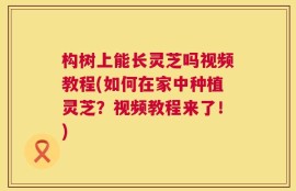 构树上能长灵芝吗视频教程(如何在家中种植灵芝？视频教程来了！)