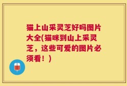 猫上山采灵芝好吗图片大全(猫咪到山上采灵芝，这些可爱的图片必须看！)