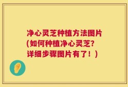 净心灵芝种植方法图片(如何种植净心灵芝？详细步骤图片有了！)