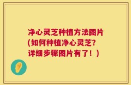 净心灵芝种植方法图片(如何种植净心灵芝？详细步骤图片有了！)