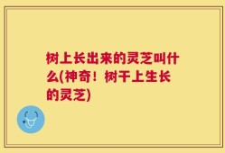 树上长出来的灵芝叫什么(神奇！树干上生长的灵芝)