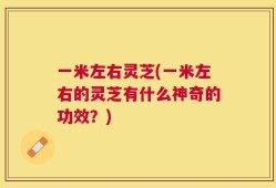 一米左右灵芝(一米左右的灵芝有什么神奇的功效？)