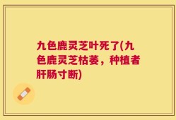 九色鹿灵芝叶死了(九色鹿灵芝枯萎，种植者肝肠寸断)