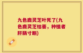 九色鹿灵芝叶死了(九色鹿灵芝枯萎，种植者肝肠寸断)