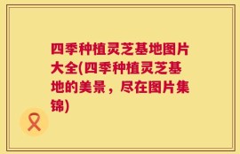 四季种植灵芝基地图片大全(四季种植灵芝基地的美景，尽在图片集锦)