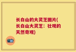 长白山的大灵芝图片(长白山大灵芝：壮观的天然奇观)