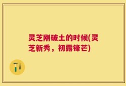 灵芝刚破土的时候(灵芝新秀，初露锋芒)