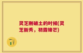灵芝刚破土的时候(灵芝新秀，初露锋芒)