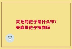 灵芝的孢子是什么样？天麻是孢子植物吗
