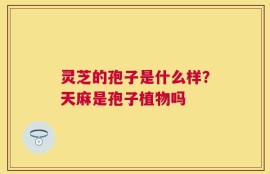 灵芝的孢子是什么样？天麻是孢子植物吗