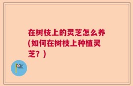 在树枝上的灵芝怎么养(如何在树枝上种植灵芝？)