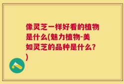 像灵芝一样好看的植物是什么(魅力植物-美如灵芝的品种是什么？)