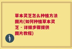 草本灵芝怎么种植方法图片(如何种植草本灵芝 - 详细步骤提供图片教程)