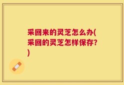 采回来的灵芝怎么办(采回的灵芝怎样保存？)
