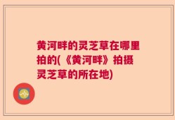 黄河畔的灵芝草在哪里拍的(《黄河畔》拍摄灵芝草的所在地)