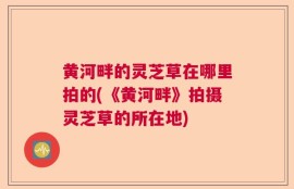 黄河畔的灵芝草在哪里拍的(《黄河畔》拍摄灵芝草的所在地)