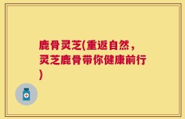 鹿骨灵芝(重返自然，灵芝鹿骨带你健康前行)