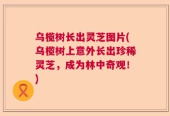 乌榄树长出灵芝图片(乌榄树上意外长出珍稀灵芝，成为林中奇观！)