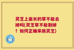 灵芝上面长的草不能去掉吗(灵芝草不能割掉？如何正确采摘灵芝)