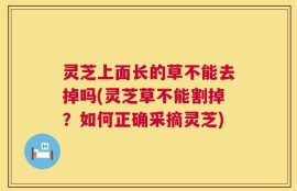 灵芝上面长的草不能去掉吗(灵芝草不能割掉？如何正确采摘灵芝)