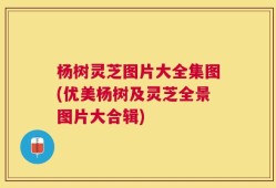 杨树灵芝图片大全集图(优美杨树及灵芝全景图片大合辑)