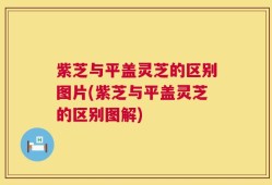 紫芝与平盖灵芝的区别图片(紫芝与平盖灵芝的区别图解)