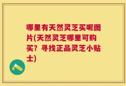 哪里有天然灵芝买呢图片(天然灵芝哪里可购买？寻找正品灵芝小贴士)