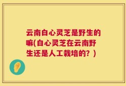 云南白心灵芝是野生的嘛(白心灵芝在云南野生还是人工栽培的？)