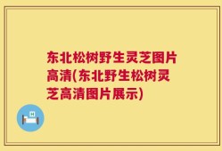东北松树野生灵芝图片高清(东北野生松树灵芝高清图片展示)
