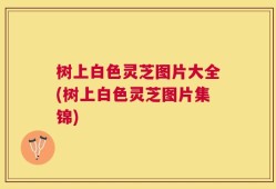 树上白色灵芝图片大全(树上白色灵芝图片集锦)