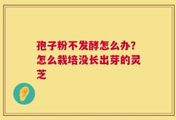 孢子粉不发酵怎么办？怎么栽培没长出芽的灵芝