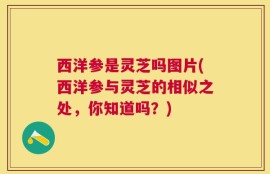 西洋参是灵芝吗图片(西洋参与灵芝的相似之处，你知道吗？)
