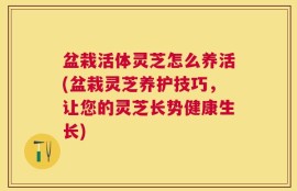 盆栽活体灵芝怎么养活(盆栽灵芝养护技巧，让您的灵芝长势健康生长)