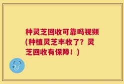 种灵芝回收可靠吗视频(种植灵芝丰收了？灵芝回收有保障！)