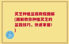 灵芝种植盆栽教程图解(图解教你种植灵芝的盆栽技巧，快速掌握！)