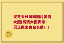 灵芝会长菌吗图片高清大图(高清大图揭示：灵芝原来也会长菌！)