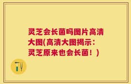 灵芝会长菌吗图片高清大图(高清大图揭示：灵芝原来也会长菌！)