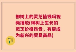柳树上的灵芝值钱吗视频播放(柳树上生长的灵芝价格昂贵，有望成为新兴的贸易商品)