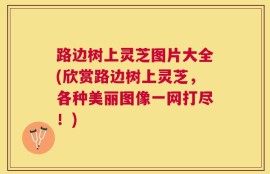 路边树上灵芝图片大全(欣赏路边树上灵芝，各种美丽图像一网打尽！)