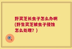 野灵芝长虫子怎么办啊(野生灵芝被虫子侵蚀怎么处理？)