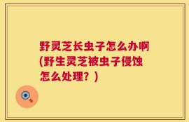 野灵芝长虫子怎么办啊(野生灵芝被虫子侵蚀怎么处理？)