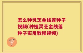 怎么种灵芝金线莲种子视频(种植灵芝金线莲种子实用教程视频)