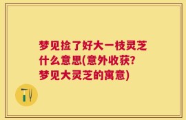 梦见捡了好大一枝灵芝什么意思(意外收获？梦见大灵芝的寓意)