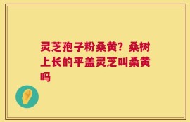 灵芝孢子粉桑黄？桑树上长的平盖灵芝叫桑黄吗