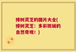 樟树灵芝的图片大全(樟树灵芝：多彩斑斓的自然奇观！)
